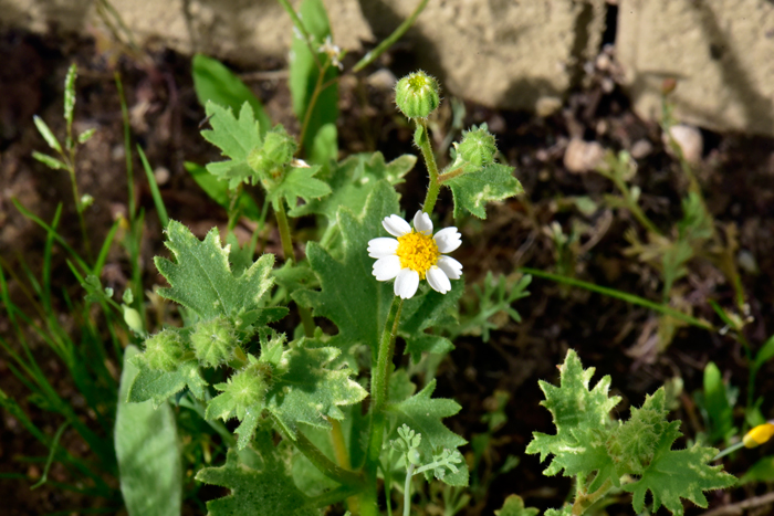 Emory's Rockdaisy is usually observed at from 1 or 2 feet (30-61 cm) tall. Plants are often upright or spreading and either delicate of robust in growth. Perityle emoryi